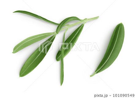 Olive green leaves isolated on white background. Top view. Flat lay 101090549