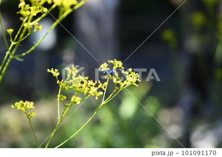 オオセイボウ 101091170