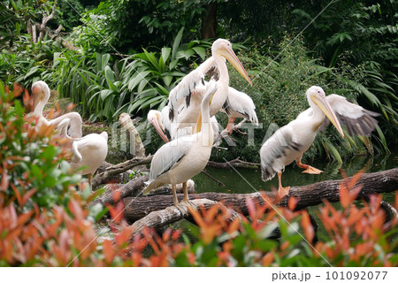 Wild pelican in singapore zoo . 101092077
