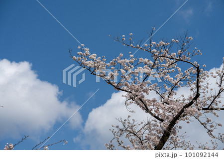 春の訪れを告げる美しい桜の花　青空に映える満開の桜　満開の桜 101092144