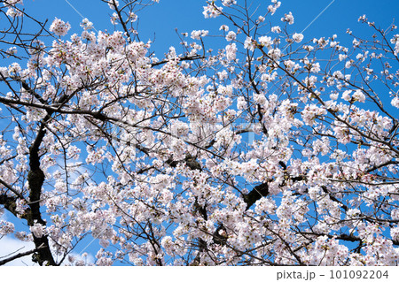 春の訪れを告げる美しい桜の花　青空に映える満開の桜　満開の桜 101092204