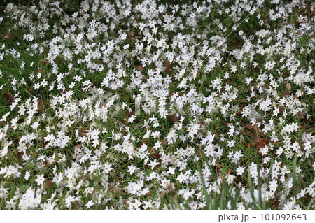 はなにら ハナニラ 花韮の花 はなにら ハナニラ 花韮の花 101092643