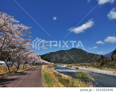 川沿いに咲く桜1 101092646