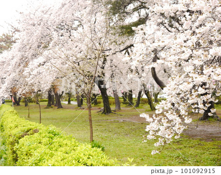 桜並木のキャンプ場(上大島キャンプ場) 桜並木のキャンプ場(上大島キャンプ場) 101092915