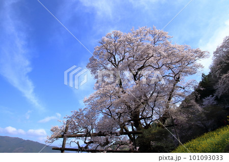 ひょうたん桜　樹齢約500年の古木　（高知県　仁淀川町） 101093033