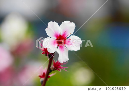 アーモンドの花 アーモンドの花 101093059