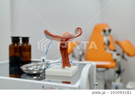 Gynecological examination kit and anatomical uterus model on table 101093281