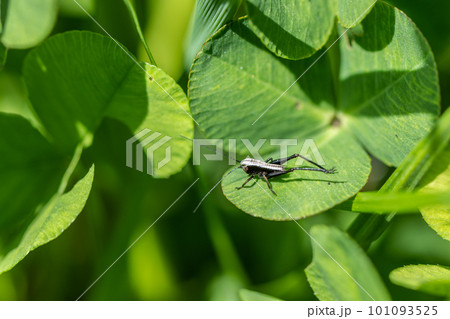 ヒメギス幼虫 ヒメギス幼虫 101093525