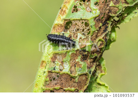 コガタルリハムシ幼虫 コガタルリハムシ幼虫 101093537