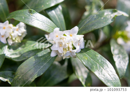庭木におすすめの白いジンチョウゲの花 庭木におすすめの白いジンチョウゲの花 101093753
