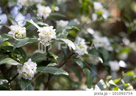 庭木におすすめの白いジンチョウゲの花 101093754