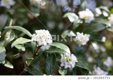 庭木におすすめの白いジンチョウゲの花 庭木におすすめの白いジンチョウゲの花 101093755