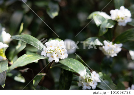 庭木におすすめの白いジンチョウゲの花 101093758