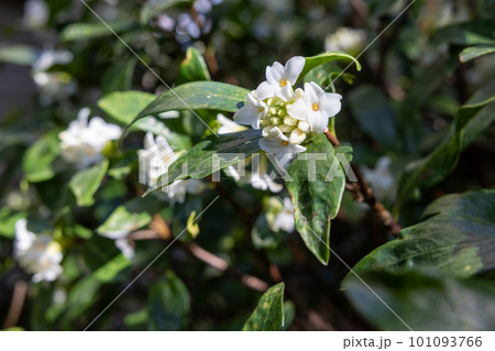 庭木におすすめの白いジンチョウゲの花 庭木におすすめの白いジンチョウゲの花 101093766