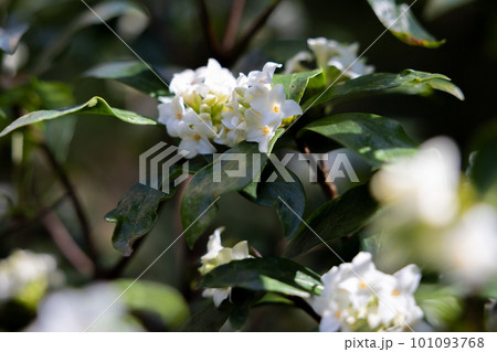 庭木におすすめの白いジンチョウゲの花 101093768