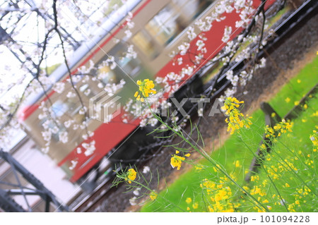 春雨が降る西武多摩川線を疾走する101系「赤電」電車_2023/3/25撮影 春雨が降る西武多摩川線を疾走する101系「赤電」電車_2023/3/25撮影 101094228