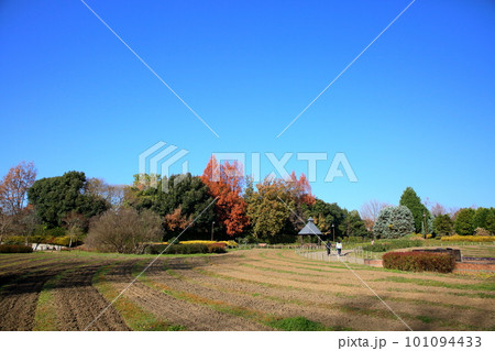 メタセコイアの木 紅葉 メタセコイアの木 紅葉 101094433