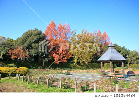 メタセコイアの木　紅葉 101094434