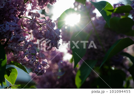 Blooming lilac in spring sunshine in spring outdoors.  101094455