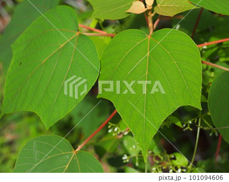夏のクサギの葉のアップ 101094606