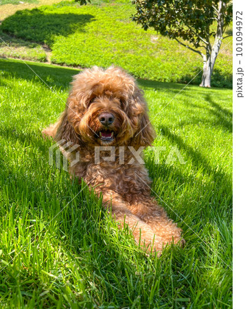 Cute Cavapoo Dog in a Park 101094972