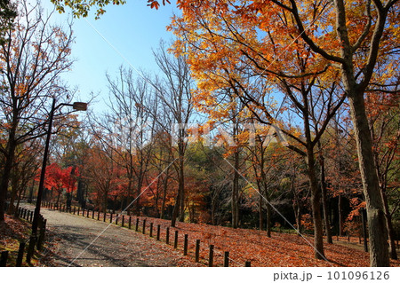 黄葉　クヌギ　紅葉　もみじ 101096126
