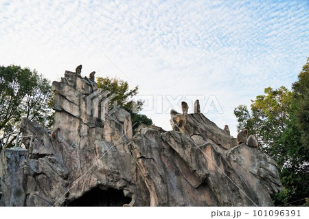 上野動物園、上野、東京、日本、2019、10月、動物、動物園、Zoo、野外、展示、生き物、ゴリラ、ワ 101096391
