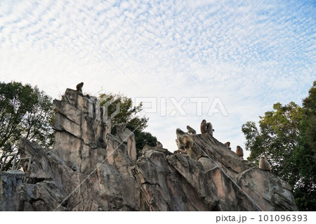 上野動物園、上野、東京、日本、2019、10月、動物、動物園、Zoo、野外、展示、生き物、ゴリラ、ワ 101096393