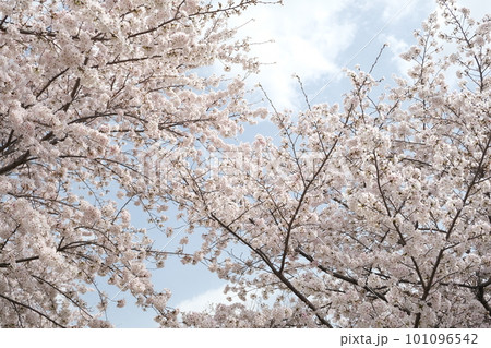 満開の桜と春の柔らかな青い空 満開の桜と春の柔らかな青い空 101096542