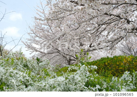満開の桜と雪柳そしてレンギョウの咲く風景 満開の桜と雪柳そしてレンギョウの咲く風景 101096565