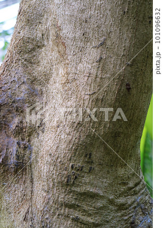 ホウオウボクの樹皮 101096632