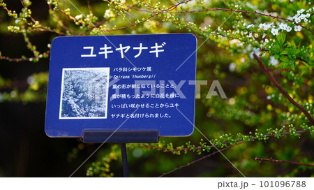 ユキヤナギの看板 ユキヤナギの看板 101096788