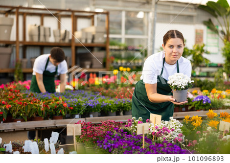 Girl seller of flower supermarket chooses pot with alyssum plant to send to customer 101096893