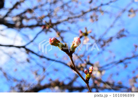 桜の蕾 桜の蕾 101096899