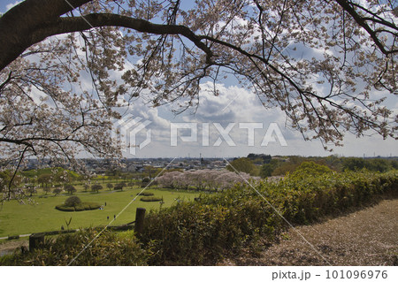 さきたま古墳公園の満開の桜 埼玉県行田市 さきたま古墳公園の満開の桜 埼玉県行田市 101096976