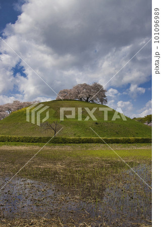 さきたま古墳公園の丸墓古墳と満開の桜 埼玉県行田市 さきたま古墳公園の丸墓古墳と満開の桜 埼玉県行田市 101096989