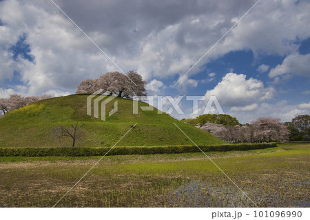 さきたま古墳公園の丸墓古墳と満開の桜 埼玉県行田市 さきたま古墳公園の丸墓古墳と満開の桜 埼玉県行田市 101096990