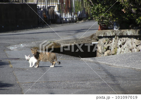 野良猫の写真 野良猫の写真 101097019