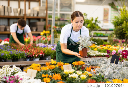 Skillful young woman, botanist holding pot with Cineraria Maritima plant in glasshouse 101097064