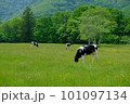 放牧中の牛 101097134