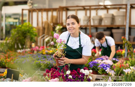 Skilled young female florist inspecting potted Mathiola Incana flower in greenhouse Skilled young female florist inspecting potted Mathiola Incana flower in greenhouse 101097209