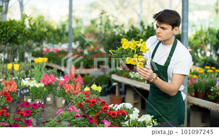 Young greenhouse worker preparing potted petunia for sale Young greenhouse worker preparing potted petunia for sale 101097245