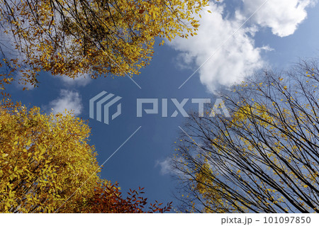 青空に映える紅葉-4 青空に映える紅葉-4 101097850