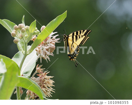 オオトウワタの花の蜜を吸うトラフアゲハチョウ 101098355