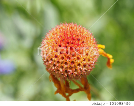 テンニンギクの花の後 101098436