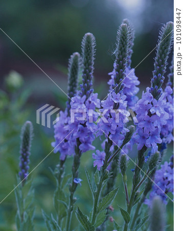 可憐な紫色の花たち 101098447