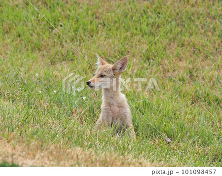 草陰から身を乗り出して周りの様子を見るコヨーテの子ども 101098457