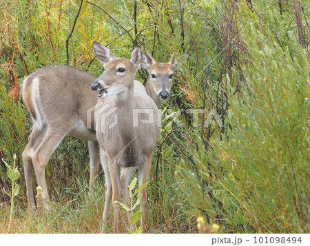 草陰から現れた二頭の若いペアのオジロシカ 101098494