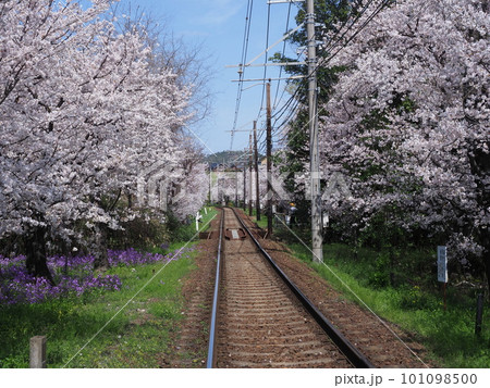 嵐電　桜のトンネル 101098500