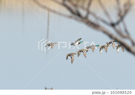 マガモの集団飛翔 101098520